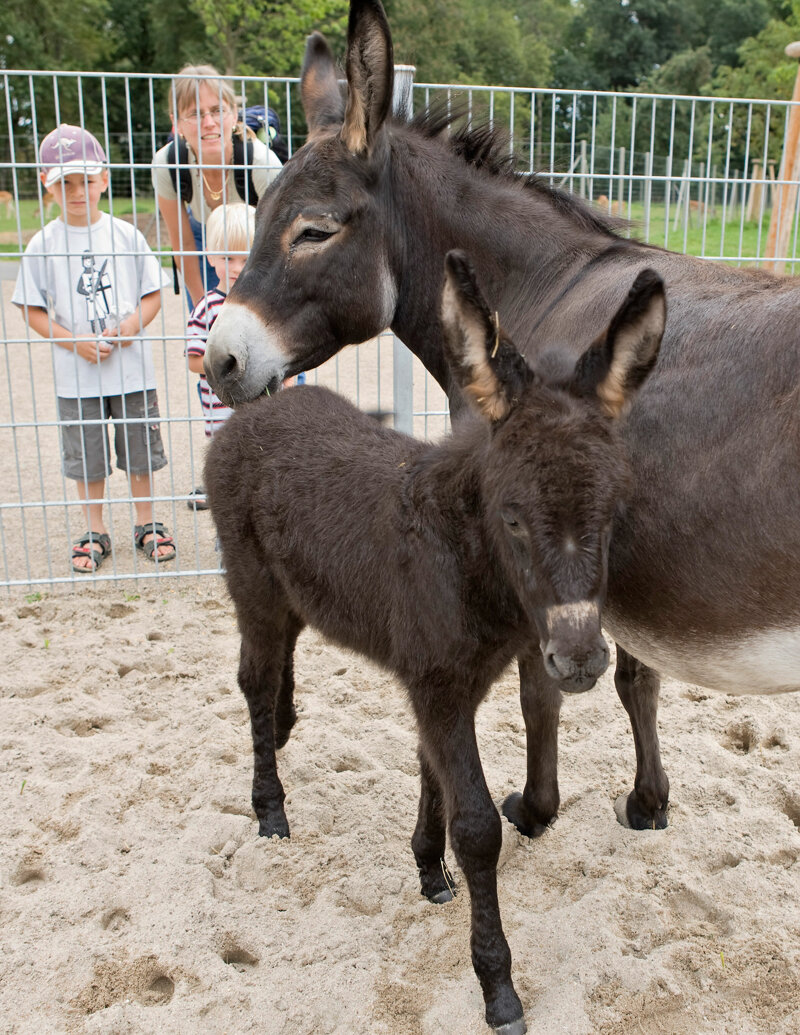 Esel im Wildpark Schwarzach