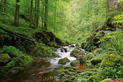 Nationalpark Schwarzwald