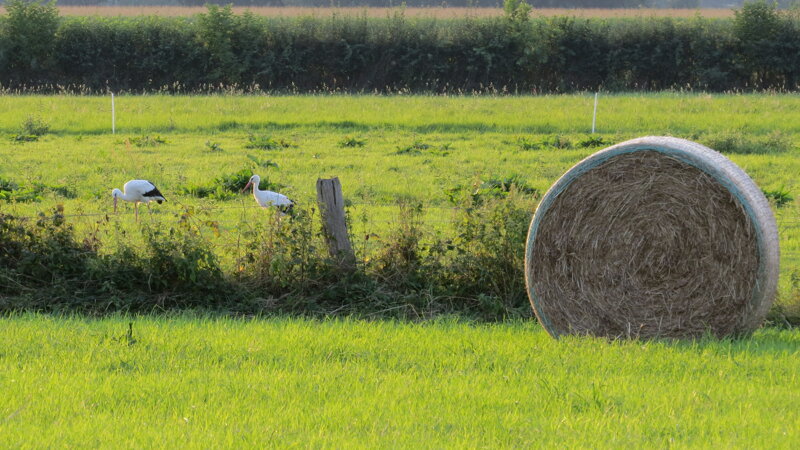 Störche in der Lüneburger Heide