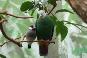 Schwarznacken-Flaumfusstaube und Reisfink