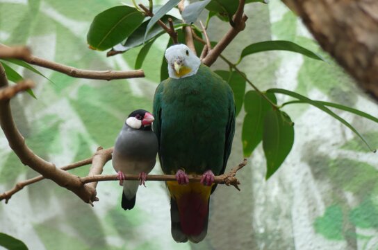 Schwarznacken-Flaumfusstaube und Reisfink