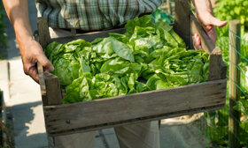 Salat aus dem Garten