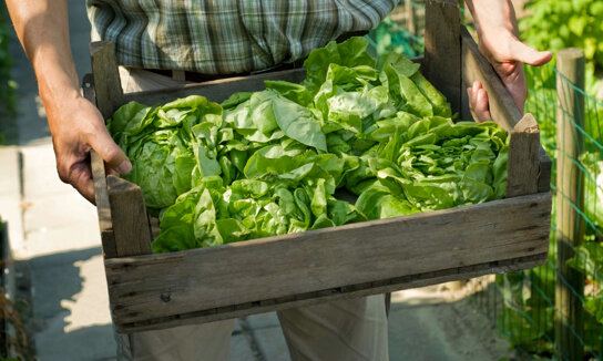 Salat aus dem Garten