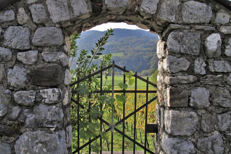 Weinanbau Murgebiet