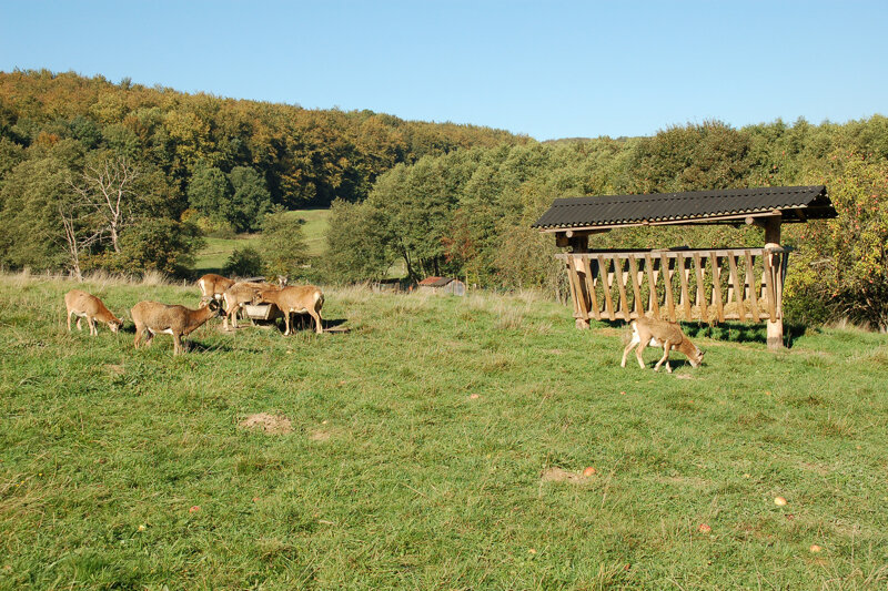 Wildtiere im Wildtierpark
