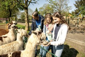 alpakas-nah-erleben