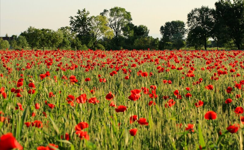 Mohn in der Emilia-Romagna