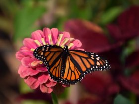 Schmetterling ohne C pixabay (2)