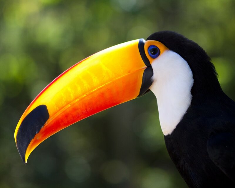Weltvogelpark Walsrode Tucan