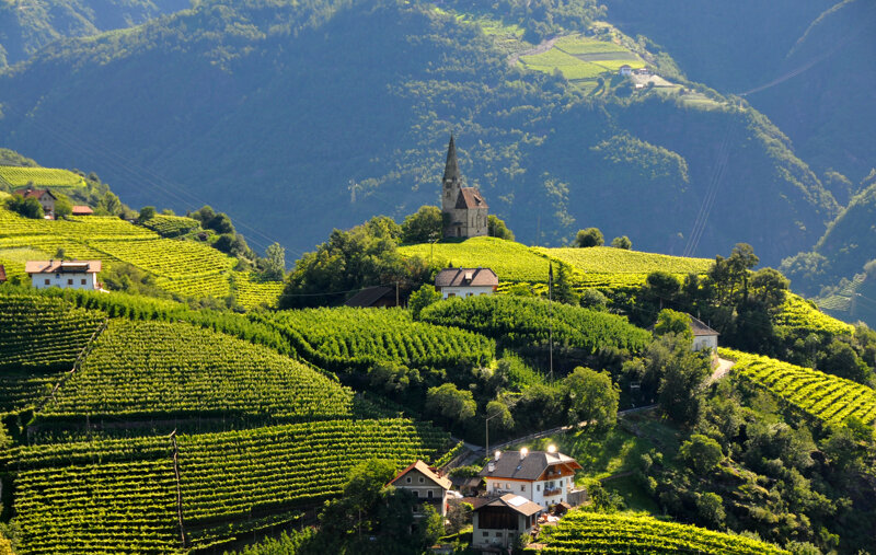 Weinberge im Südtiroler Etschtal – Rebterrassen mit alpinem Panorama
