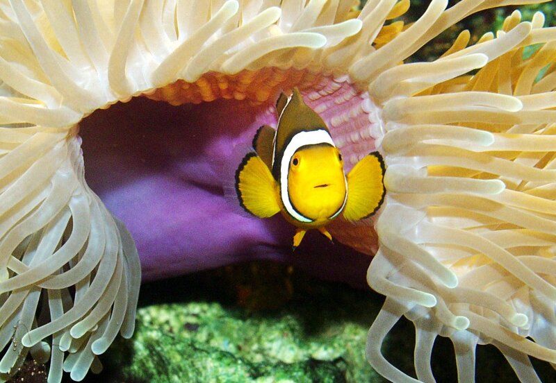 Clownfisch in Anemone