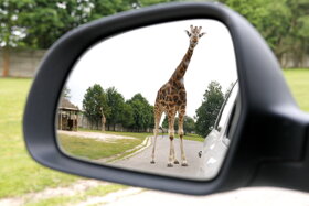 Giraffe Außenspiegel