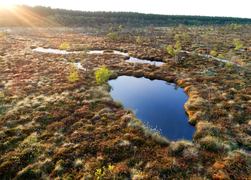 Wollgras und Moorlandschaft im Schwarzen Moor, Rhön