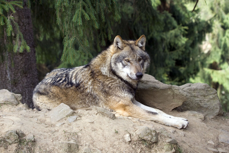 A wolf or other. Тигр и волк в природе.