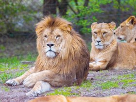 14-Serengeti-Safari (Löwe)