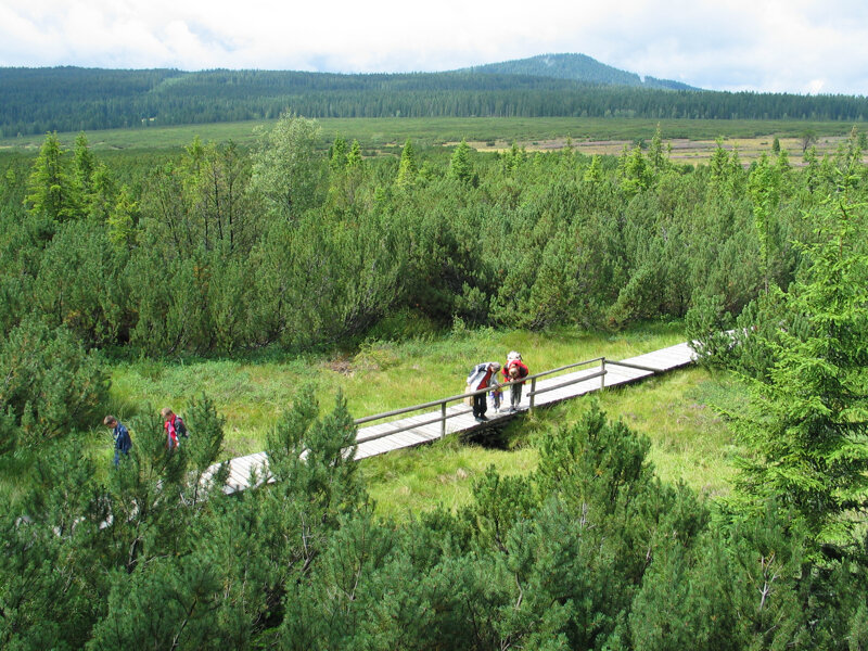 Holzweg über das Hochmoor