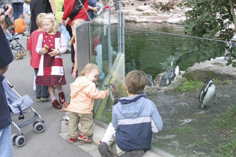 Pinguine im Tiergarten Nürnberg