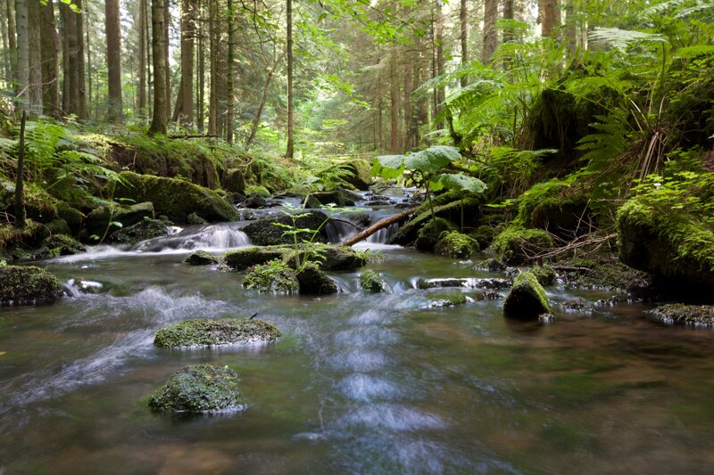 Fluss durch den Wald