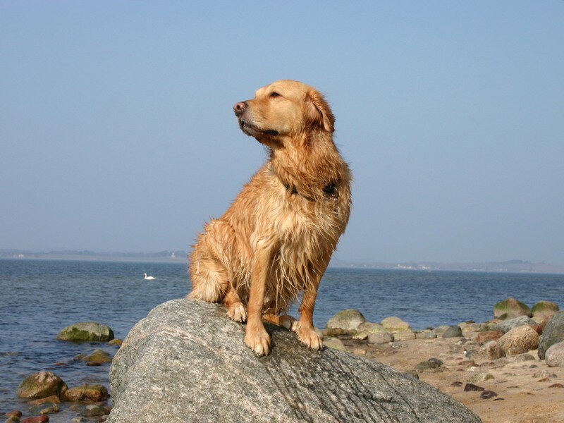 Kurzurlaub mit Hund an der Ostsee – Insel Rügen