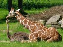 Zu Besuch im Tiergarten bei Giraffe, Strauß & Co.