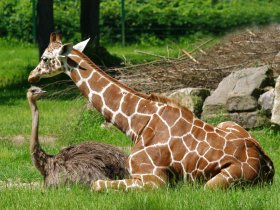 Tiergarten Giraffe Strauss