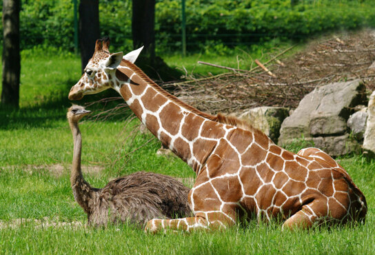 Tiergarten Giraffe Strauss
