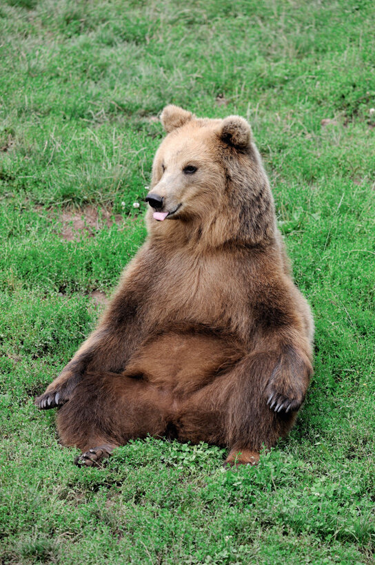 Wildparadies - Braunbär 1 © Erlebnispark Tripsdrill