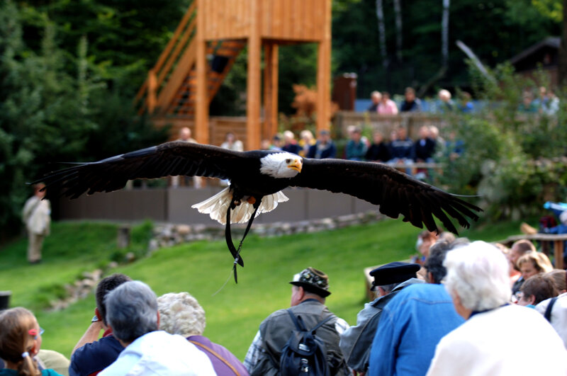 Greifvogelschau im Wildpark Lüneburger Heide