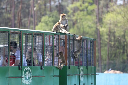 Affen erobern Gefährt