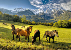 Reiten c Turizem Bled