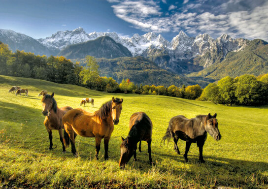 Reiten c Turizem Bled