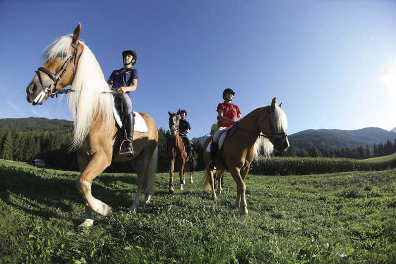 Haflinger Kronplatz c Südtirol Marketing Alessandro Trovati