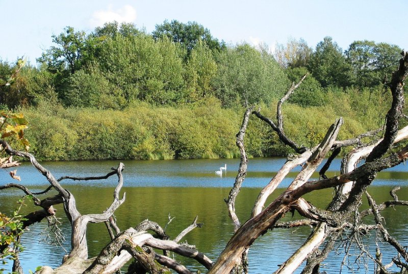 Rothenbachteich im Naturpark Hoher Vogelsberg
