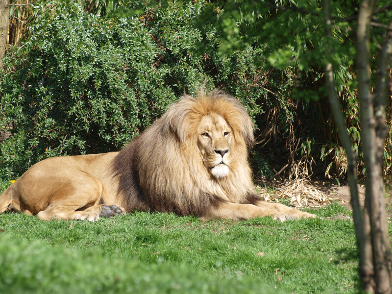Löwe im Zoo Leipzig