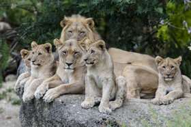 Zoo Basel Loewen c Zoo Basel