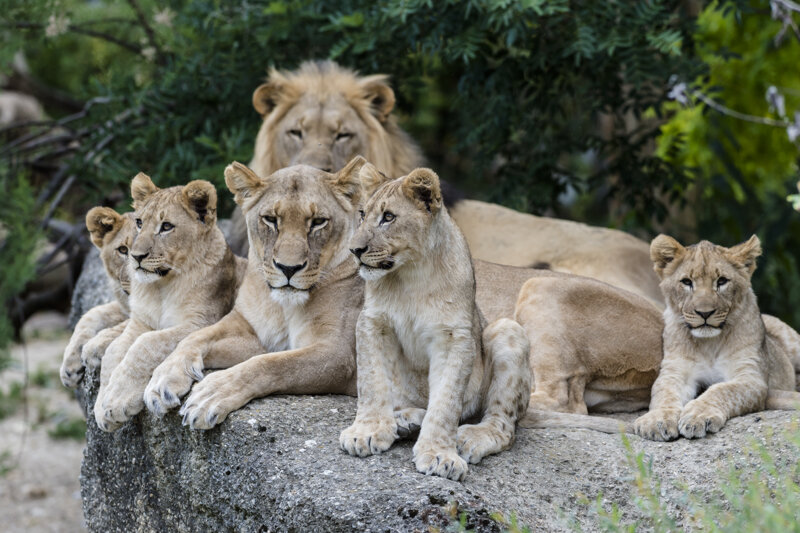 Löwen im Zoo Basel