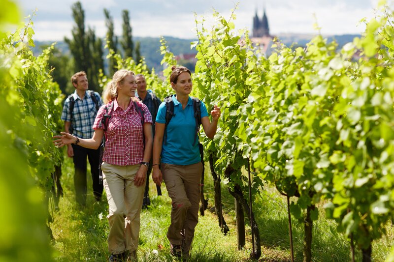 Weinberg c sächsisches Elbland