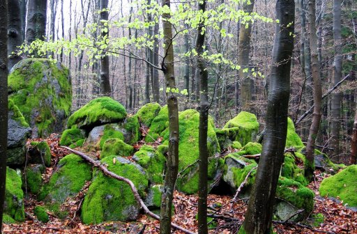 Naturpark Hoher Vogelsberg - Schotten