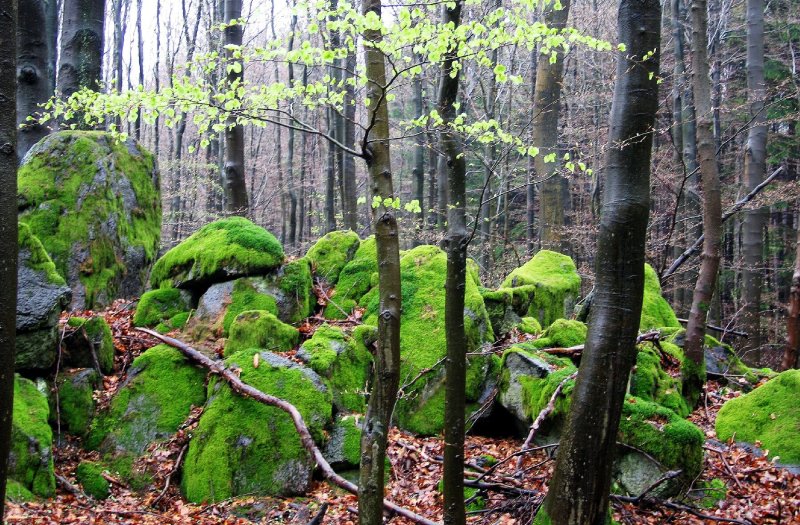 Naturpark Hoher Vogelsberg