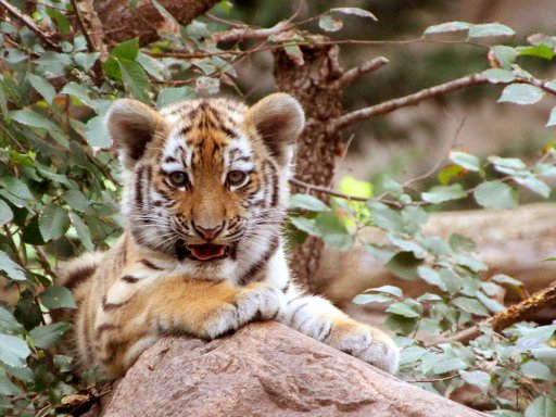 Fernsehen war gestern: „Elefant, Tiger & Co.