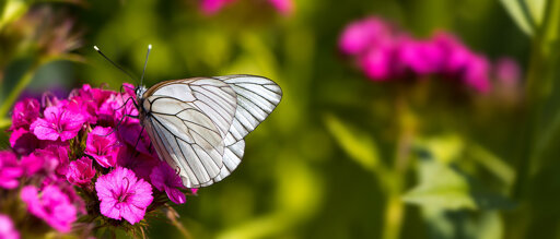 Reisethema  Gartenschauen