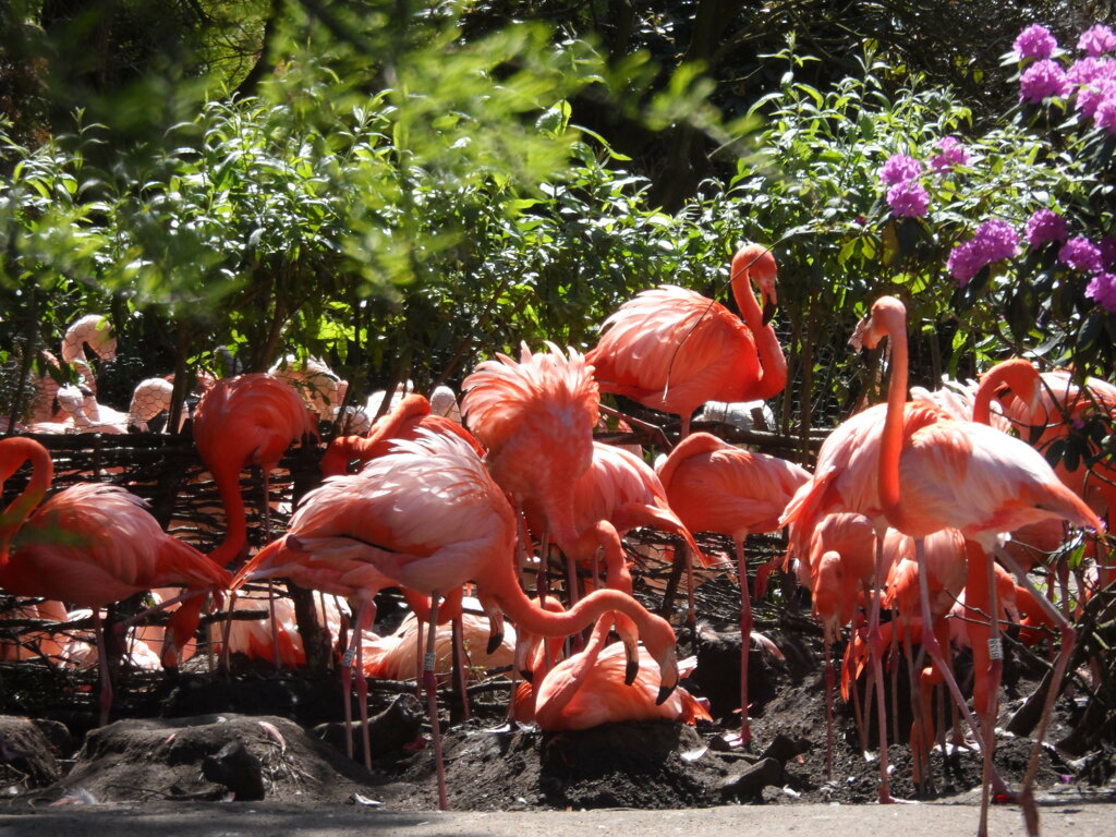 Vogelpark Flamingos