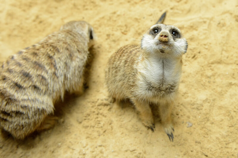 Erdmännchen im Zoologischen Garten Berlin