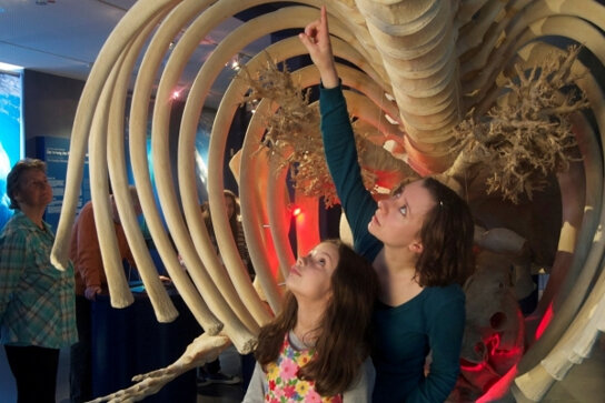 Wattenmeer-Museum 4