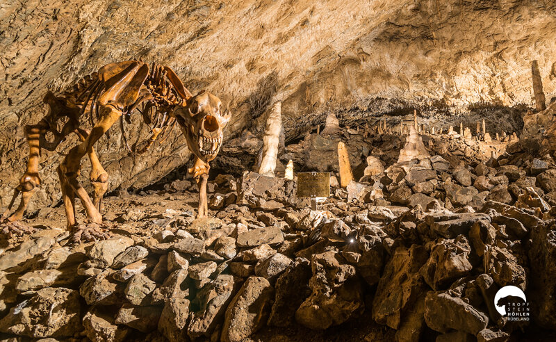 Bären Skelette unter Tage