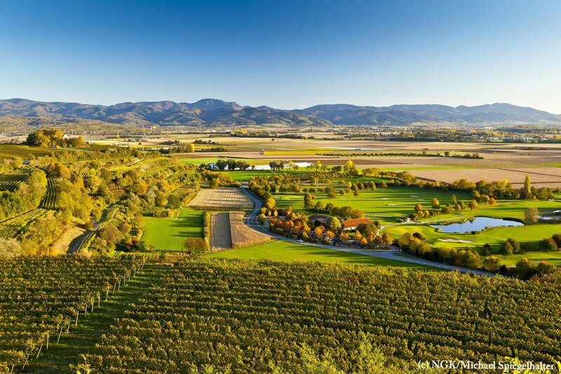 Radfahrer in den Weinbergen nah