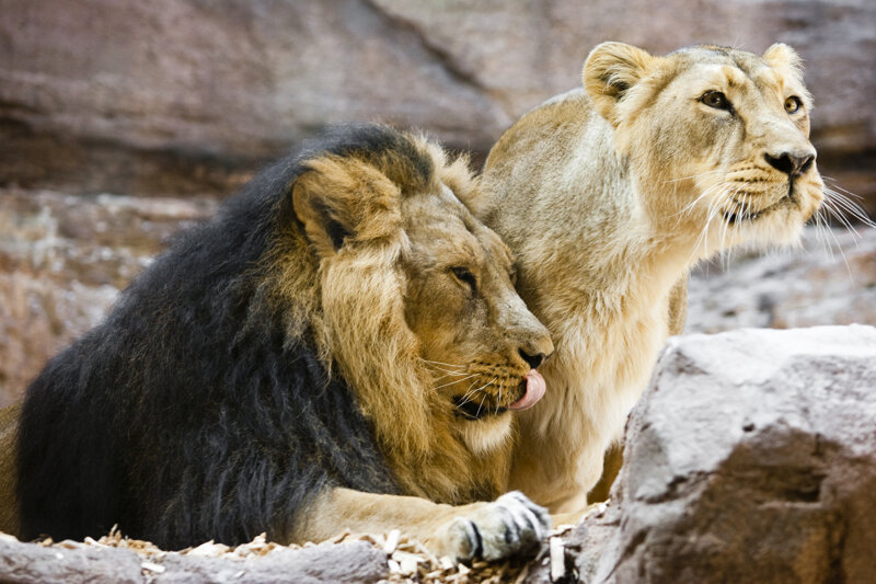 Tiergarten Nürnberg Löwenpaar