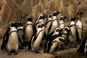 Brillenpinguine c Tiergarten Straubing