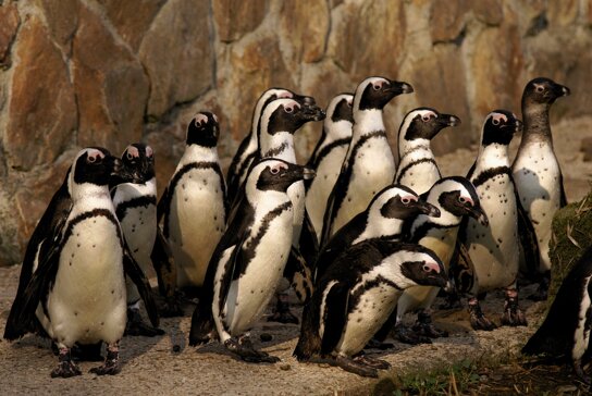 Brillenpinguine c Tiergarten Straubing