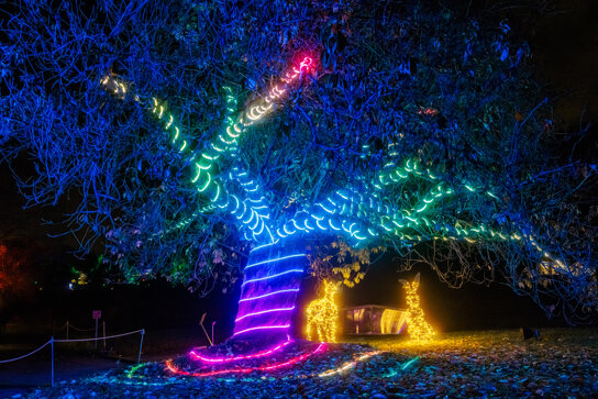 Christmas Garden Berlin 2023 Baumzauber©Christmas Garden Michael Clemens